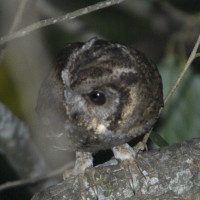 Collared Scops-Owl